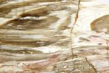 Colorful, Hubbard Basin Petrified Wood Slab (Rip-Cut) - Nevada #253134-1